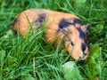 Guinea pig