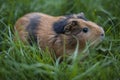 Guinea pig 2