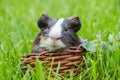 Guinea pig in the green grass