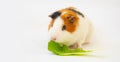 Guinea pig with green salad Royalty Free Stock Photo