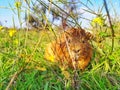 Guinea pig. Hairy, guineapig. Royalty Free Stock Photo