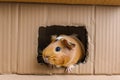 guinea pig halfway through a hole in a cardboard playhouse Royalty Free Stock Photo