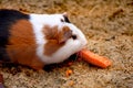 Guinea pig or hamster Royalty Free Stock Photo