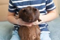 A guinea pig in the hands of a child. Pets Royalty Free Stock Photo