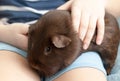 A guinea pig in the hands of a child. Pets Royalty Free Stock Photo