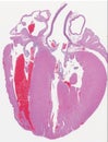 Guinea Pig Heart Anatomy