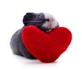 Guinea pig and heart