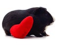 Guinea pig and heart