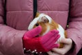 Guinea pig held by a child, pet Royalty Free Stock Photo
