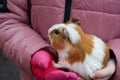 Guinea pig held by a child, pet, hand in red glove Royalty Free Stock Photo