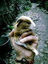 Guinea pig held with one hand Royalty Free Stock Photo