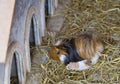 Guinea Pig Royalty Free Stock Photo