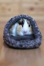 Guinea pig hidden Royalty Free Stock Photo