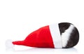 Guinea pig hidding in a christmas hat Royalty Free Stock Photo