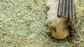 A cute hairy guinea pig relaxing in straw bedding