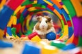 guinea pig hiding in a colorful plastic tunnel toy