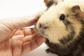 The guinea pig Royalty Free Stock Photo