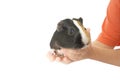 Guinea pig in human hands Royalty Free Stock Photo