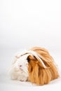 Guinea pig isolated