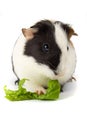 Guinea pig isolated on white Royalty Free Stock Photo