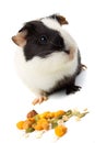 Guinea pig isolated on white Royalty Free Stock Photo