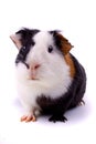 Guinea pig isolated on white Royalty Free Stock Photo