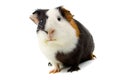 Guinea Pig Isolated On White