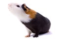 Guinea pig isolated on white Royalty Free Stock Photo