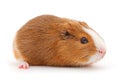 Guinea pig isolated Royalty Free Stock Photo