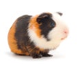 Guinea pig isolated Royalty Free Stock Photo