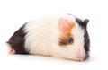 Guinea pig isolated Royalty Free Stock Photo