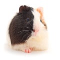 Guinea pig isolated Royalty Free Stock Photo