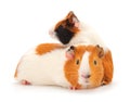 Guinea pig isolated Royalty Free Stock Photo