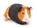 Guinea pig isolated Royalty Free Stock Photo