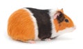 Guinea pig isolated Royalty Free Stock Photo