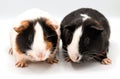 Guinea pig isolated on white background,two,Closeup Royalty Free Stock Photo