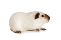 Guinea pig isolated on white background Royalty Free Stock Photo