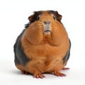 Guinea pig isolated on white background, studio shot, looking at camera Royalty Free Stock Photo
