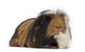 Guinea Pig isolated on white Royalty Free Stock Photo