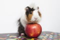 Guinea pig isolated on white Royalty Free Stock Photo