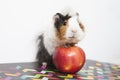 Guinea pig isolated on white Royalty Free Stock Photo