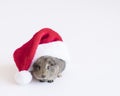 Guinea pig isolated on white with a red Santa hat and room for text