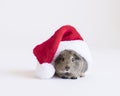 Guinea pig isolated on white with a red Santa hat and room for text Royalty Free Stock Photo