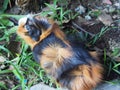 Guinea pig