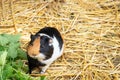 Guinea pig looking at camera. Adorable fur pet eating nettle foliage. Funny little hairy rodent close-up portrait. Front view of Royalty Free Stock Photo