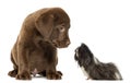 Guinea pig looking at a Labrador Retriever Puppy Royalty Free Stock Photo