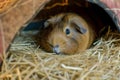 guinea pig lying down inside a cozy hutch, looking lethargic