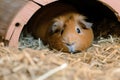 guinea pig lying down inside a cozy hutch, looking lethargic