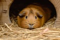guinea pig lying down inside a cozy hutch, looking lethargic