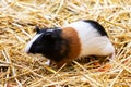 Guinea pig. Mammal and mammals. Land world and fauna. Wildlife and zoology.